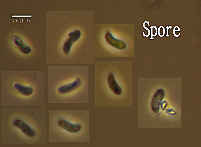 Ritrovamento n� 5 del 26-11-2011 (Irpex lacteus)